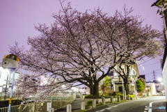 向陽橋一本桜