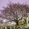 向陽橋一本桜