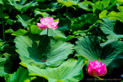 上野 不忍池 ハスの花