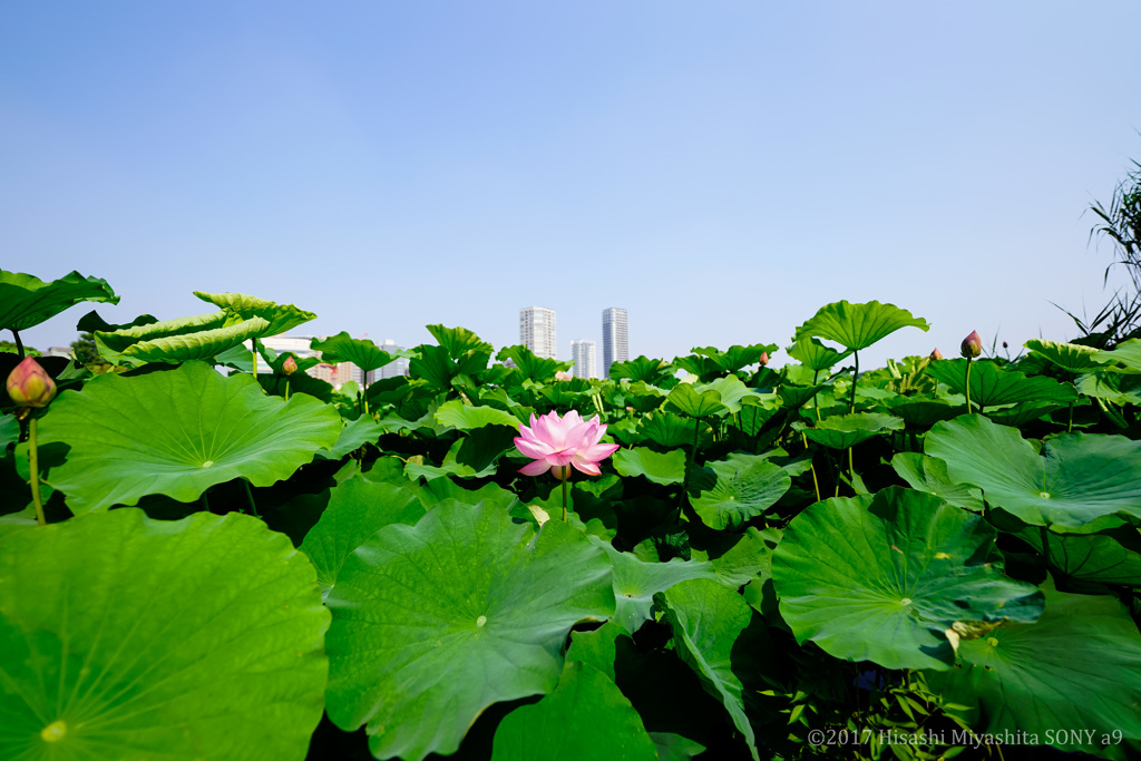 上野 不忍池 ハスの花