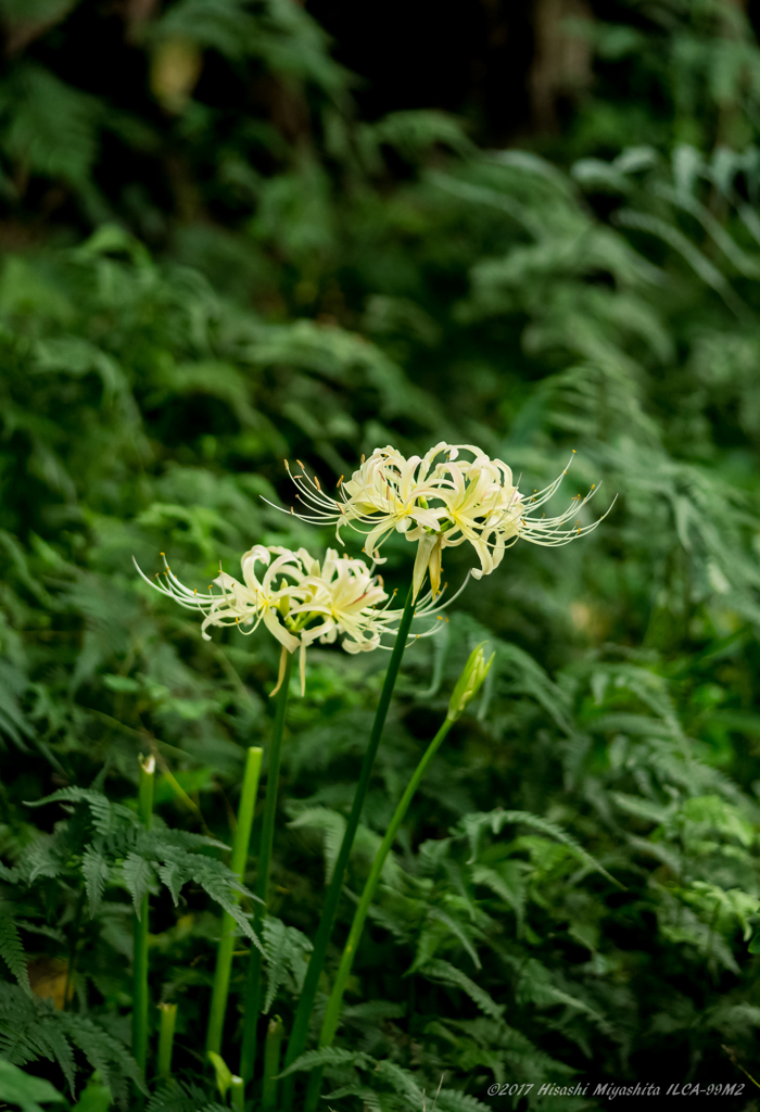 リベンジ曼殊沙華