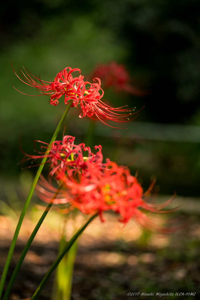 リベンジ曼殊沙華