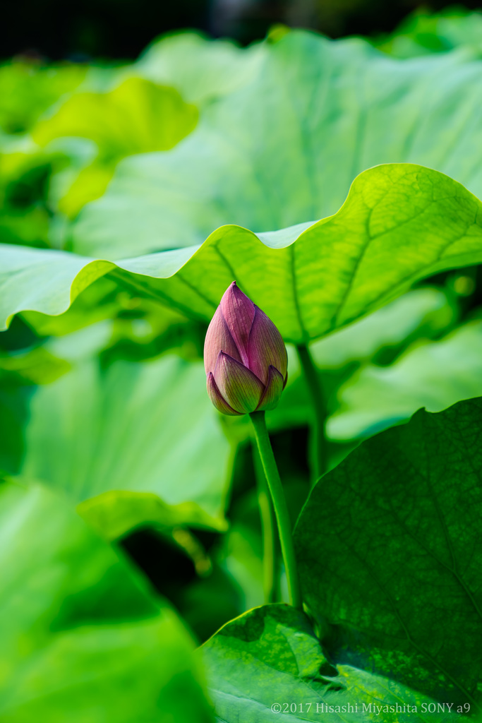 上野 不忍池 ハスの花