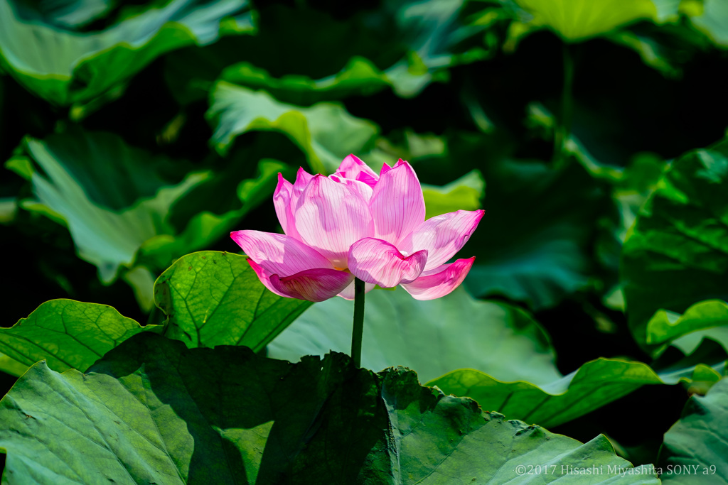 上野 不忍池 ハスの花