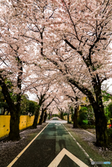 上北沢桜並木
