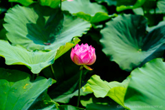 上野 不忍池 ハスの花