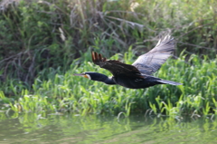 カワウ