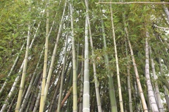 近くの竹林