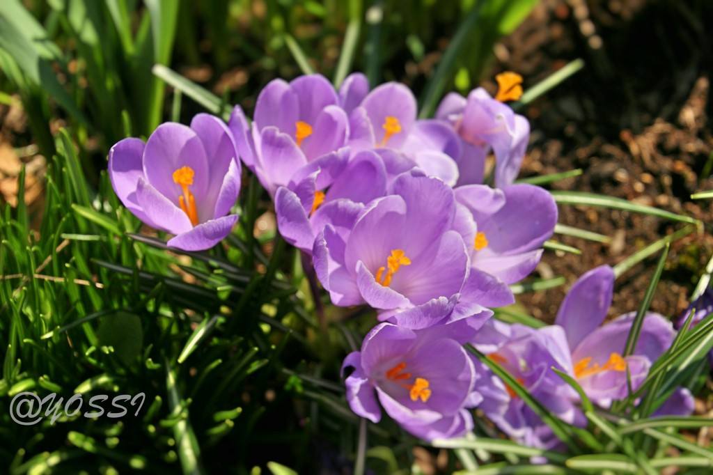 クロッカス開花宣言
