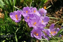 クロッカス開花宣言