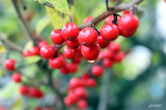 りんりんりん♪