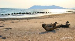 浜辺の浅い夕暮れ