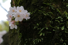 苔桜