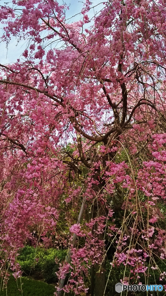 桜