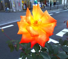 ORANGE　ROSE