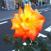 ORANGE　ROSE