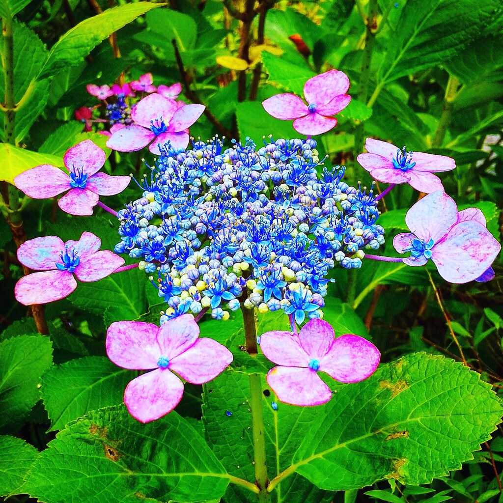 Hydrangea