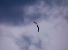 Wing
