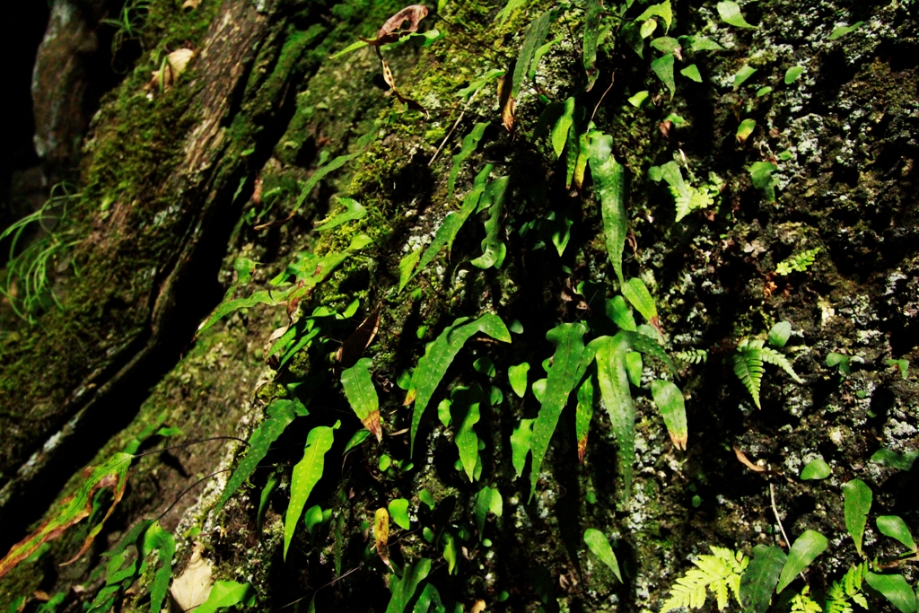 FOREST