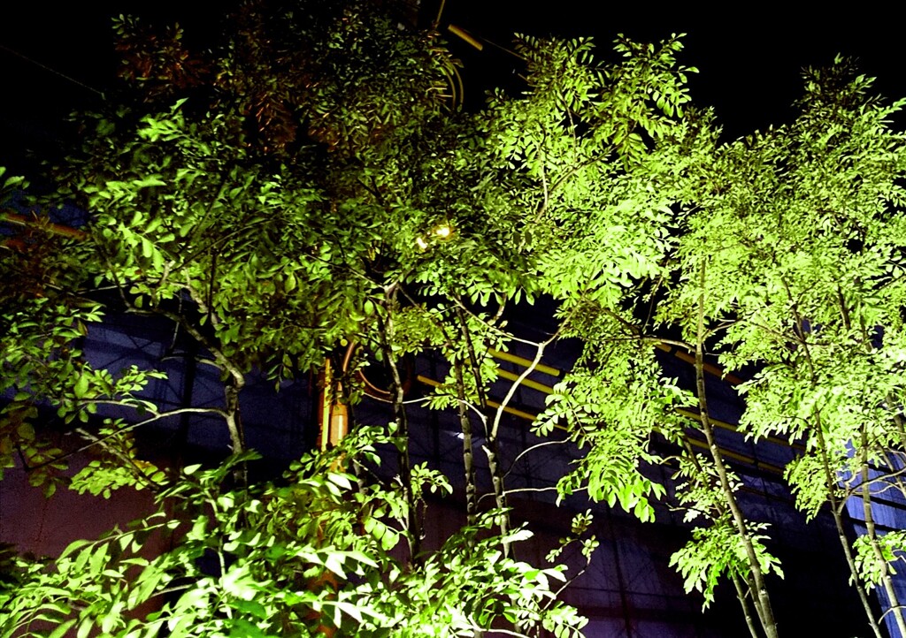 Night Green