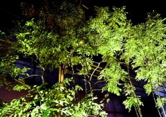 Night Green