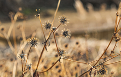 Bidens pilosa var. pilosa