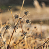 Bidens pilosa var. pilosa