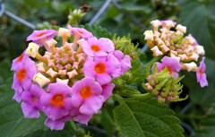 lantana