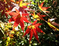 momiji