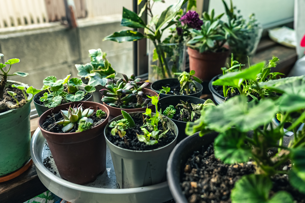 Plants