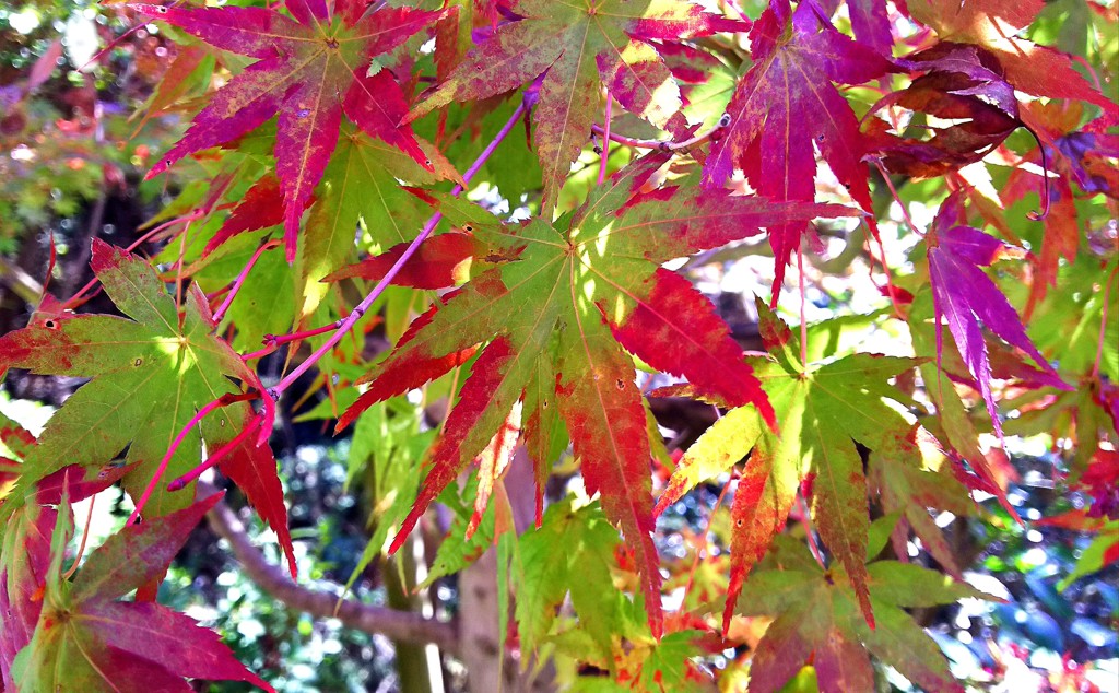 momiji