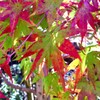 momiji