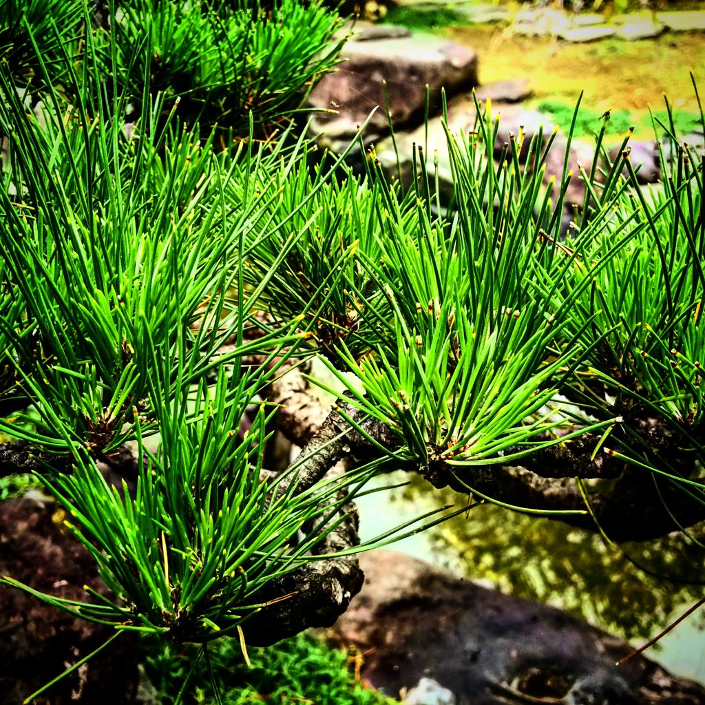PINE
