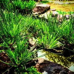 PINE
