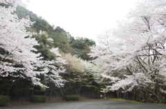 有田ダムの桜