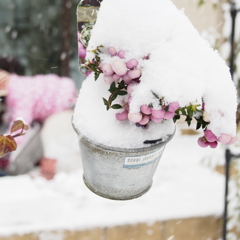 めずらしい大雪