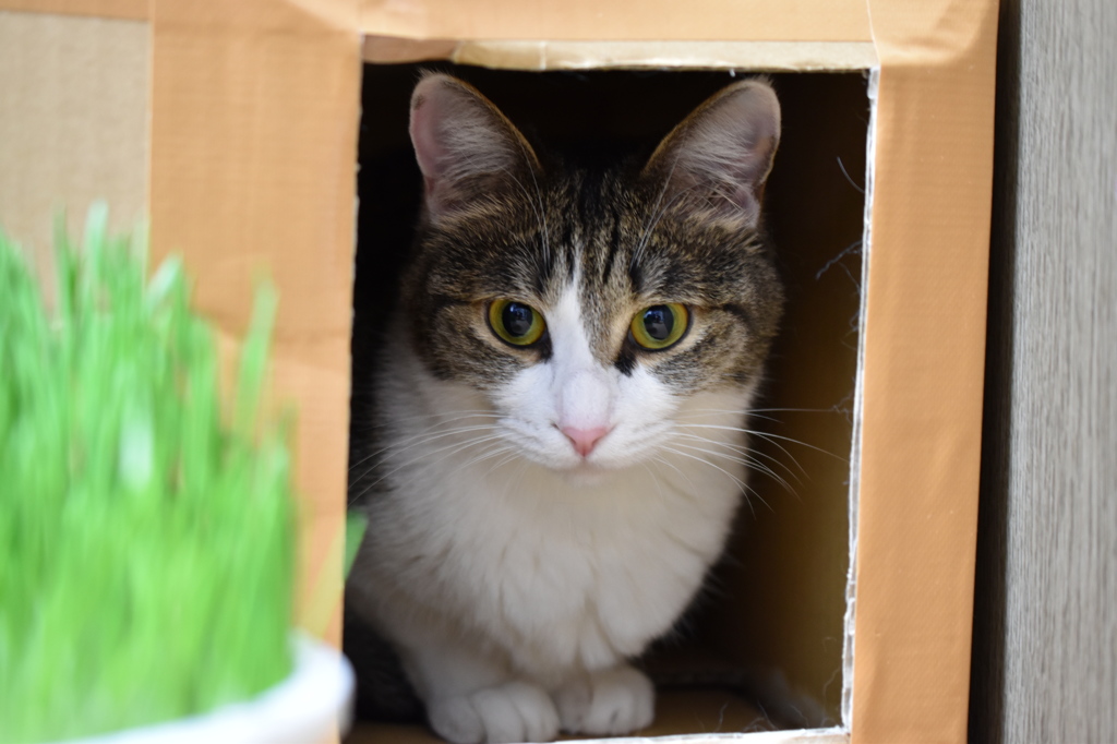 猫草としらたま。