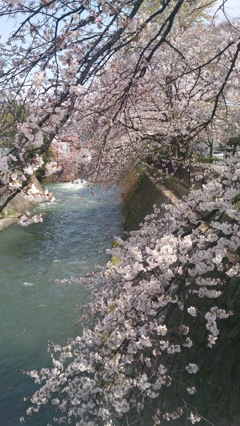 水辺の桜