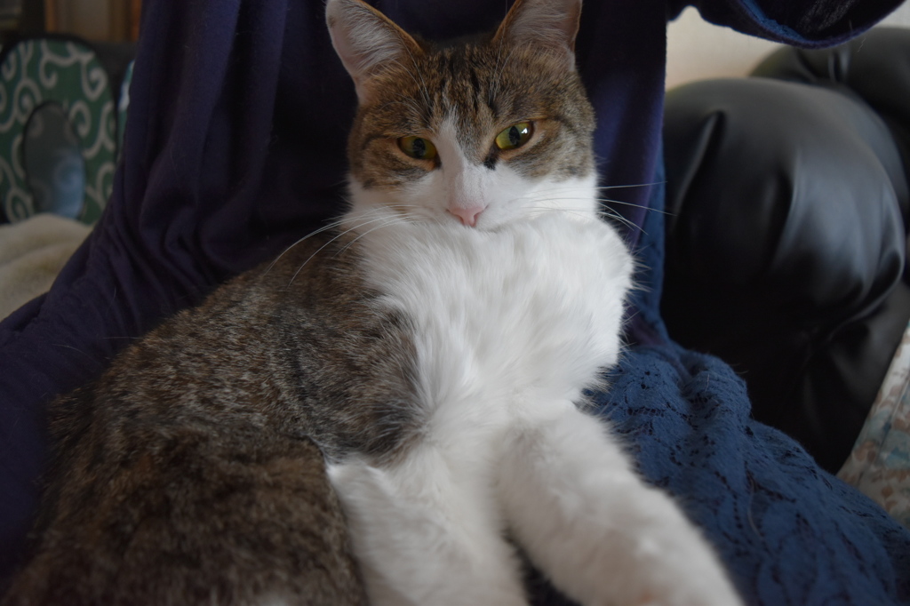 猫だけど鳩胸。