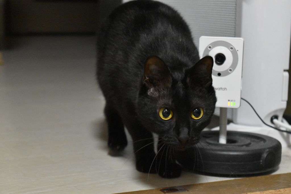 狩りの時間