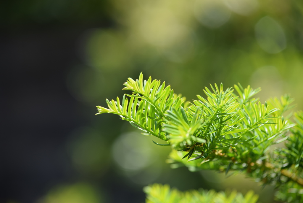 東京都薬用植物園_07