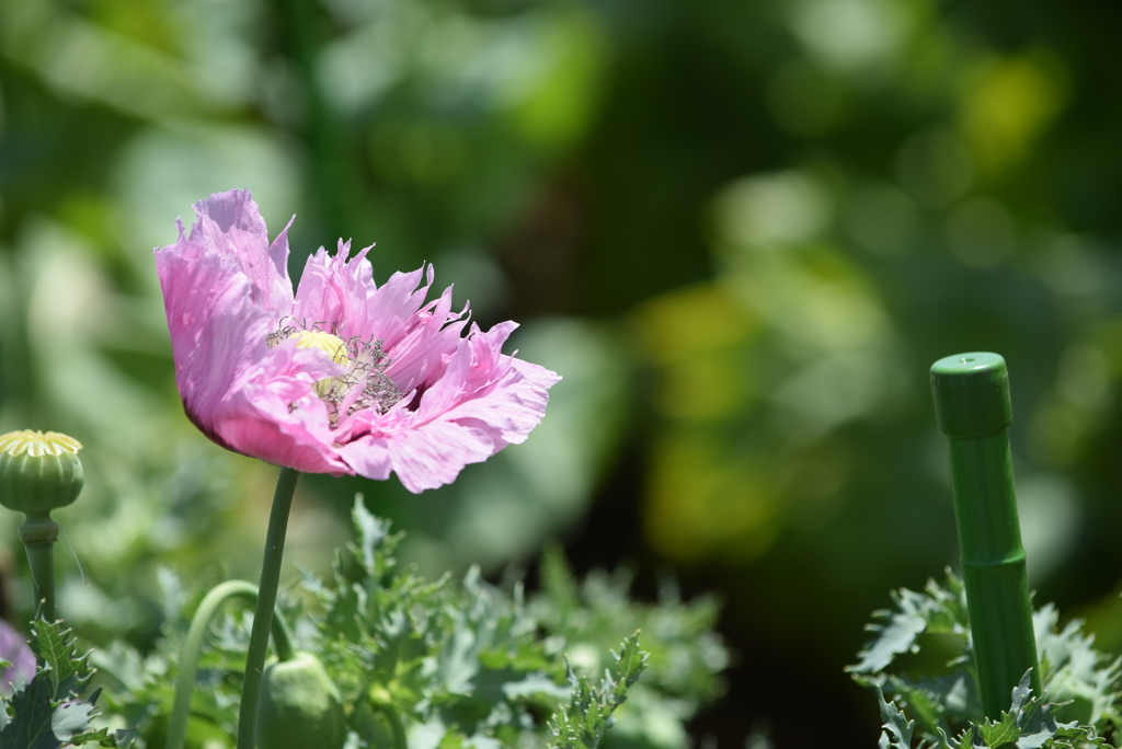 東京都薬用植物園_04