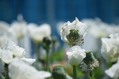 東京都薬用植物園_03