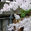 長津川緑地_02