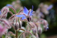 東京都薬用植物園_02