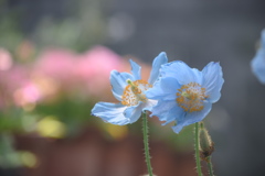 東京都薬用植物園_01