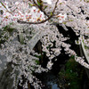 長津川緑地_01