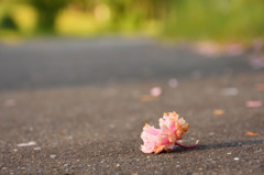 落ちてもなお彩る