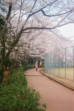 桜並木