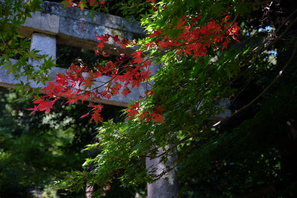 赤と緑と鳥居